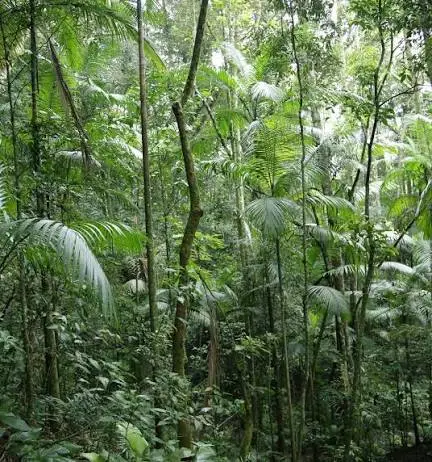 Sustainably managed forest under FSC Forest Management standards for FSC certified cabinets